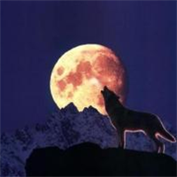 🐺超霸气狼头图片来袭,气场全开 动物头像 第2张 🐺超霸气狼头图片来袭,气场全开 动物头像 第2张
