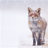 🐺超霸气狼头图片来袭,气场全开 动物头像 第21张 🐺超霸气狼头图片来袭,气场全开 动物头像 第21张