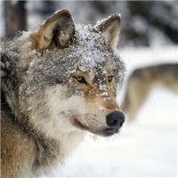 🐺超霸气狼头图片来袭,气场全开 动物头像 第36张 🐺超霸气狼头图片来袭,气场全开 动物头像 第36张