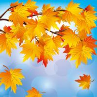 🍁绝了!唯美QQ枫叶头像大全 其它头像 第43张 🍁绝了!唯美QQ枫叶头像大全 其它头像 第43张