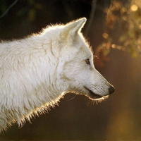 谁懂!被这组霸气冷酷狼头像帅麻了🐺 动物头像 第39张 谁懂!被这组霸气冷酷狼头像帅麻了🐺 动物头像 第39张
