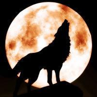 🐺超霸气狼头图片来袭,气场全开 动物头像 第5张 🐺超霸气狼头图片来袭,气场全开 动物头像 第5张