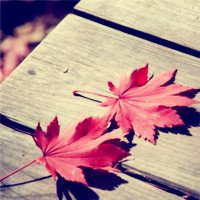 🍁绝了!唯美QQ枫叶头像大全 其它头像 第15张 🍁绝了!唯美QQ枫叶头像大全 其它头像 第15张
