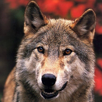 谁懂!被这组霸气冷酷狼头像帅麻了🐺 动物头像 第26张 谁懂!被这组霸气冷酷狼头像帅麻了🐺 动物头像 第26张