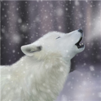 🐺超霸气狼头图片来袭,气场全开 动物头像 第26张 🐺超霸气狼头图片来袭,气场全开 动物头像 第26张