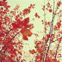 🍁绝了!唯美QQ枫叶头像大全 其它头像 第19张 🍁绝了!唯美QQ枫叶头像大全 其它头像 第19张