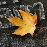 🍁绝了!唯美QQ枫叶头像大全 其它头像 第8张 🍁绝了!唯美QQ枫叶头像大全 其它头像 第8张