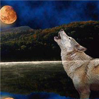 🐺超霸气狼头图片来袭,气场全开 动物头像 第15张 🐺超霸气狼头图片来袭,气场全开 动物头像 第15张