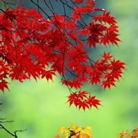 🍁绝了!唯美QQ枫叶头像大全 其它头像 第37张 🍁绝了!唯美QQ枫叶头像大全 其它头像 第37张