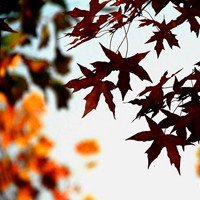 🍁绝了!唯美QQ枫叶头像大全 其它头像 第5张 🍁绝了!唯美QQ枫叶头像大全 其它头像 第5张