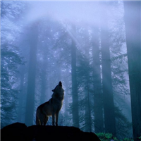 🐺超霸气狼头图片来袭,气场全开 动物头像 第11张 🐺超霸气狼头图片来袭,气场全开 动物头像 第11张