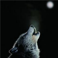 🐺超霸气狼头图片来袭,气场全开 动物头像 第16张 🐺超霸气狼头图片来袭,气场全开 动物头像 第16张