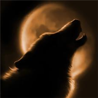 🐺超霸气狼头图片来袭,气场全开 动物头像 第6张 🐺超霸气狼头图片来袭,气场全开 动物头像 第6张