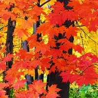 🍁绝了!唯美QQ枫叶头像大全 其它头像 第12张 🍁绝了!唯美QQ枫叶头像大全 其它头像 第12张