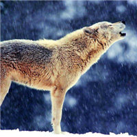 🐺超霸气狼头图片来袭,气场全开 动物头像 第30张 🐺超霸气狼头图片来袭,气场全开 动物头像 第30张
