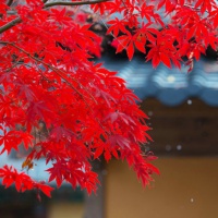 狠狠码住！绝美漂亮风景头像大集合🌅 风景头像 第24张