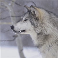 🐺超霸气狼头图片来袭,气场全开 动物头像 第25张 🐺超霸气狼头图片来袭,气场全开 动物头像 第25张
