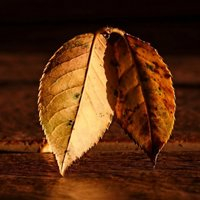 🍁绝了!唯美QQ枫叶头像大全 其它头像 第22张 🍁绝了!唯美QQ枫叶头像大全 其它头像 第22张