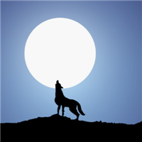 🐺超霸气狼头图片来袭,气场全开 动物头像 第8张 🐺超霸气狼头图片来袭,气场全开 动物头像 第8张