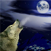 🐺超霸气狼头图片来袭,气场全开 动物头像 第13张 🐺超霸气狼头图片来袭,气场全开 动物头像 第13张