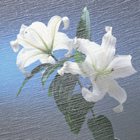 🌸被这组花的意境头像美到心颤! 其它头像 第22张 🌸被这组花的意境头像美到心颤! 其它头像 第22张