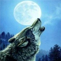 🐺超霸气狼头图片来袭,气场全开 动物头像 第1张 🐺超霸气狼头图片来袭,气场全开 动物头像 第1张