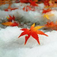 🍁绝了!唯美QQ枫叶头像大全 其它头像 第51张 🍁绝了!唯美QQ枫叶头像大全 其它头像 第51张