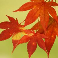 🍁绝了!唯美QQ枫叶头像大全 其它头像 第27张 🍁绝了!唯美QQ枫叶头像大全 其它头像 第27张