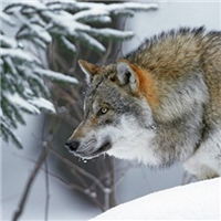 🐺超霸气狼头图片来袭,气场全开 动物头像 第33张 🐺超霸气狼头图片来袭,气场全开 动物头像 第33张