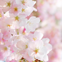 🌸被这组花的意境头像美到心颤! 其它头像 第35张 🌸被这组花的意境头像美到心颤! 其它头像 第35张