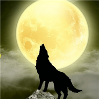 🐺超霸气狼头图片来袭,气场全开 动物头像 第14张 🐺超霸气狼头图片来袭,气场全开 动物头像 第14张