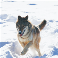 🐺超霸气狼头图片来袭,气场全开 动物头像 第27张 🐺超霸气狼头图片来袭,气场全开 动物头像 第27张