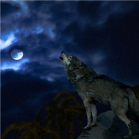 🐺超霸气狼头图片来袭,气场全开 动物头像 第18张 🐺超霸气狼头图片来袭,气场全开 动物头像 第18张