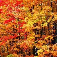 🍁绝了!唯美QQ枫叶头像大全 其它头像 第6张 🍁绝了!唯美QQ枫叶头像大全 其它头像 第6张
