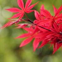 🍁绝了!唯美QQ枫叶头像大全 其它头像 第42张 🍁绝了!唯美QQ枫叶头像大全 其它头像 第42张