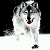 🐺超霸气狼头图片来袭,气场全开 动物头像 第35张 🐺超霸气狼头图片来袭,气场全开 动物头像 第35张