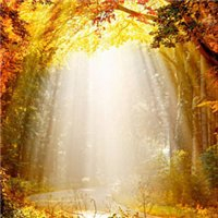 🍁绝了!唯美QQ枫叶头像大全 其它头像 第21张 🍁绝了!唯美QQ枫叶头像大全 其它头像 第21张