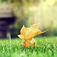 🍁绝了!唯美QQ枫叶头像大全 其它头像 第3张 🍁绝了!唯美QQ枫叶头像大全 其它头像 第3张
