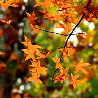 🍁绝了!唯美QQ枫叶头像大全 其它头像 第4张 🍁绝了!唯美QQ枫叶头像大全 其它头像 第4张