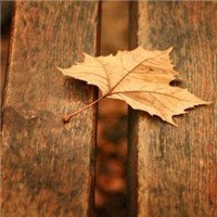 🍁绝了!唯美QQ枫叶头像大全 其它头像 第1张 🍁绝了!唯美QQ枫叶头像大全 其它头像 第1张