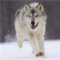 🐺超霸气狼头图片来袭,气场全开 动物头像 第22张 🐺超霸气狼头图片来袭,气场全开 动物头像 第22张