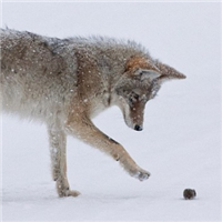 🐺超霸气狼头图片来袭,气场全开 动物头像 第34张 🐺超霸气狼头图片来袭,气场全开 动物头像 第34张
