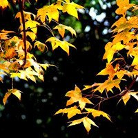 🍁绝了!唯美QQ枫叶头像大全 其它头像 第17张 🍁绝了!唯美QQ枫叶头像大全 其它头像 第17张