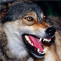 谁懂!被这组霸气冷酷狼头像帅麻了🐺 动物头像 第2张 谁懂!被这组霸气冷酷狼头像帅麻了🐺 动物头像 第2张