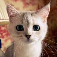 萌炸天的猫咪可爱头像,快来收! 动物头像 第15张 萌炸天的猫咪可爱头像,快来收! 动物头像 第15张