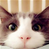 萌炸天的猫咪可爱头像,快来收! 动物头像 第10张 萌炸天的猫咪可爱头像,快来收! 动物头像 第10张