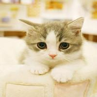 萌炸天的猫咪可爱头像,快来收! 动物头像 第2张 萌炸天的猫咪可爱头像,快来收! 动物头像 第2张