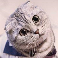 萌炸天的猫咪可爱头像,快来收! 动物头像 第23张 萌炸天的猫咪可爱头像,快来收! 动物头像 第23张