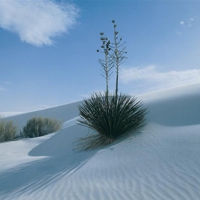 🌵超全微信沙漠头像大集合来啦! 风景头像 第18张 🌵超全微信沙漠头像大集合来啦! 风景头像 第18张
