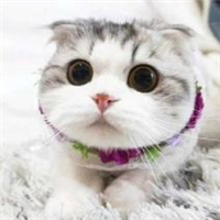 萌炸天的猫咪可爱头像,快来收! 动物头像 第21张 萌炸天的猫咪可爱头像,快来收! 动物头像 第21张